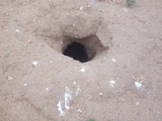 Prairie dog burrow used by burrowing owls