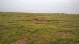 Black-tailed prairie dog colony at Las Cienegas National Conservation Area