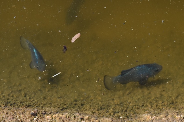 Sonoyta pupfish (adult males) picture taken at refuge pond.